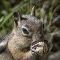 Gold Mantled Ground Squirrel - Richard Handler